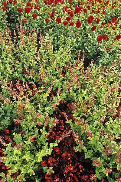 383005 - Begonia (Begonia), blood sage (Salvia coccinea) and dahlia (Dahlia)