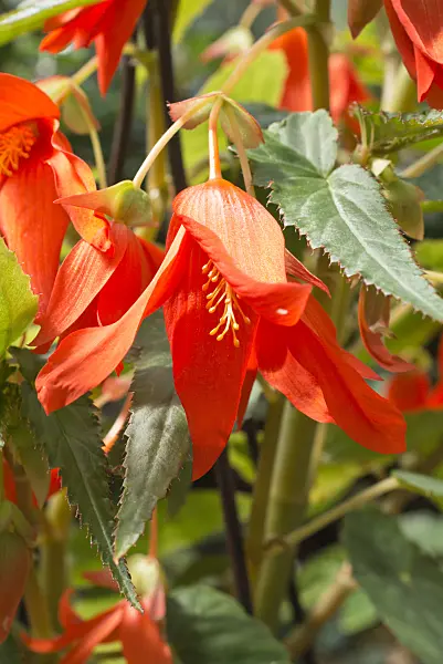 557040 - Begonia (Begonia boliviensis)