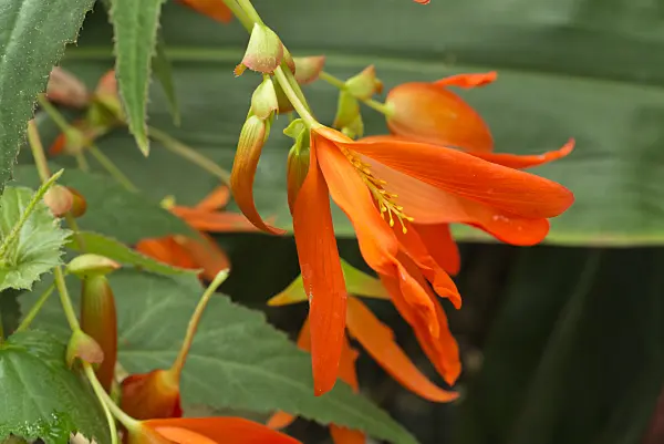 608079 - Begonia (Begonia boliviensis)