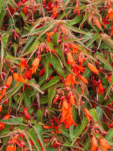 440236 - Begonia (Begonia boliviensis 'Bonfire')
