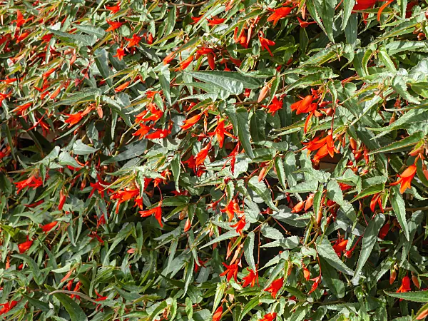 440239 - Begonia (Begonia boliviensis 'Bonfire')