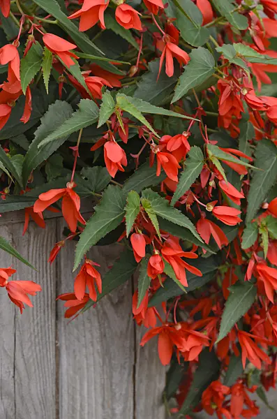 523137 - Begonia (Begonia boliviensis 'Bonfire')