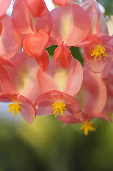 492021 - Begonia (Begonia corallina 'President Carnot')