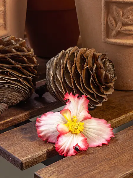 461166 - Begonia (Begonia Crispa Marginata) with cedar cones