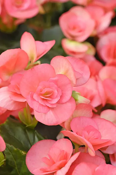 473211 - Begonia (Begonia elatior 'Netja Dark')