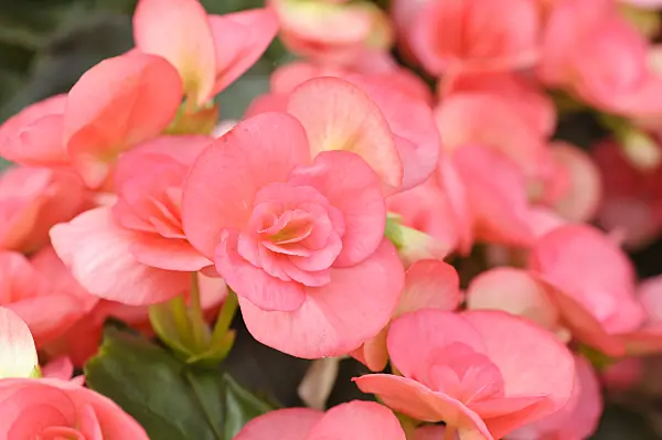 473212 - Begonia (Begonia elatior 'Netja Dark')