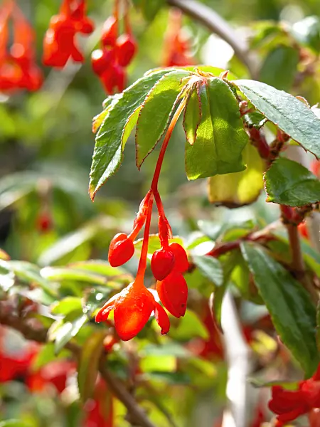 441030 - Begonia (Begonia fuchsioides)