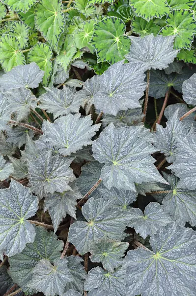 466103 - Begonia (Begonia herimperia) and eyelash begonia (Begonia bowerae)