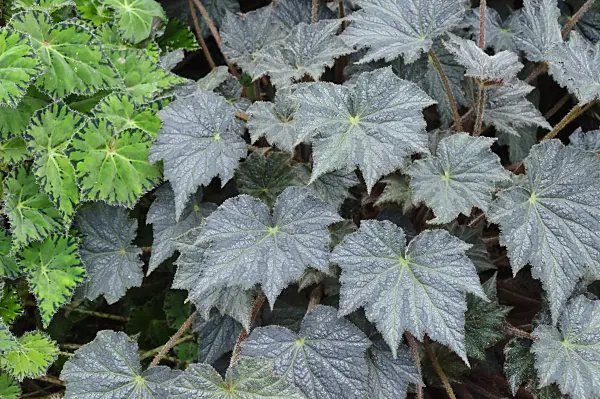 466106 - Begonia (Begonia herimperia) and eyelash begonia (Begonia bowerae)