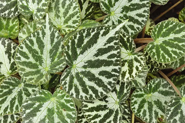 467011 - Begonia (Begonia imperialis)