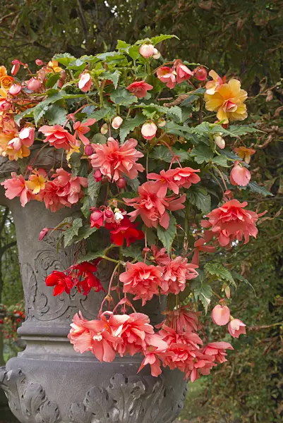 573107 - Begonia (Begonia) in a flower tub