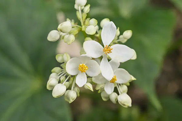 555045 - Begonia (Begonia odorata)