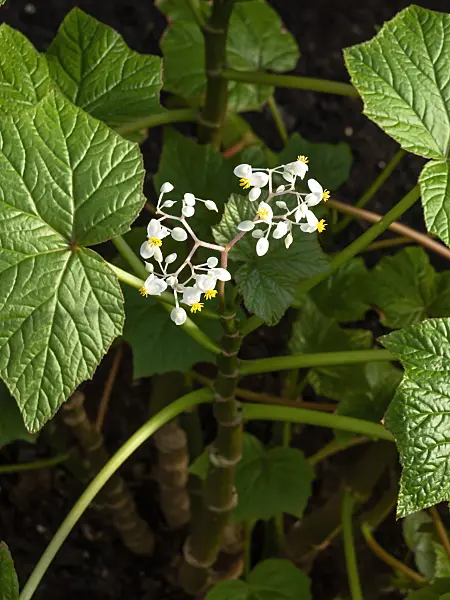 456030 - Begonia (Begonia reniformis)