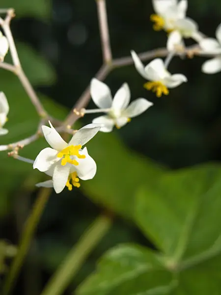 456031 - Begonia (Begonia reniformis)