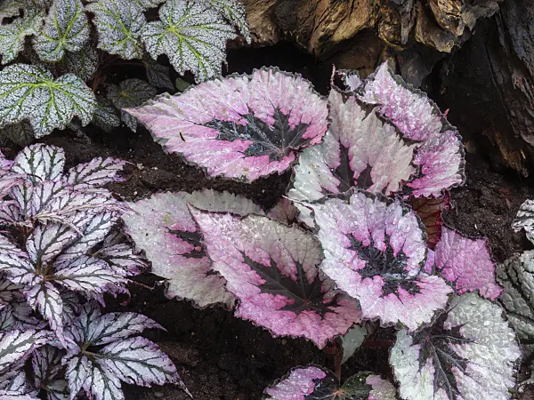 400026 - Begonia (Begonia rex)