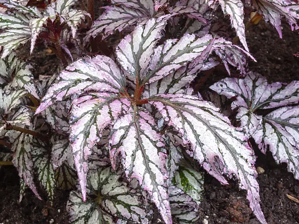 400027 - Begonia (Begonia rex)
