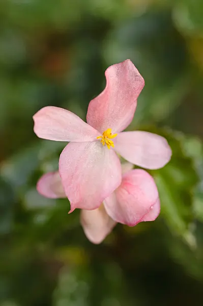481042 - Begonia (Begonia richmondensis)