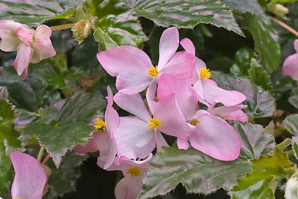 576023 - Begonia (Begonia richmondensis)