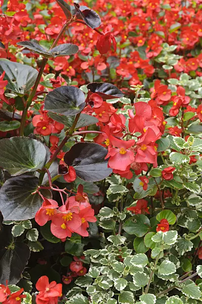 487128 - Begonia (Begonia semperflorens)