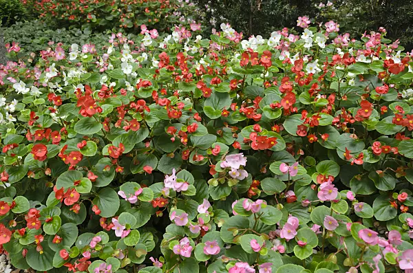 523027 - Begonia (Begonia semperflorens)