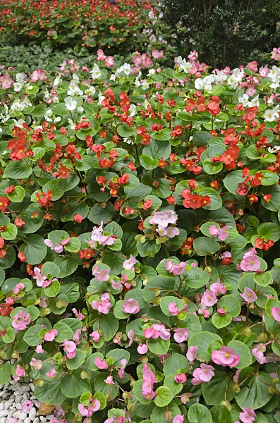 523028 - Begonia (Begonia semperflorens)