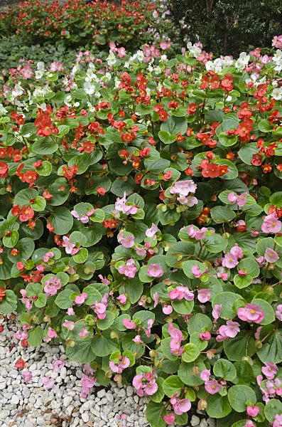 523029 - Begonia (Begonia semperflorens)