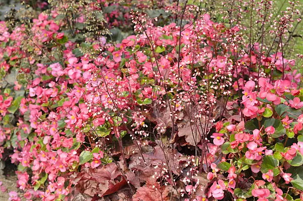 534407 - Begonia (Begonia semperflorens) and alumroot (Heuchera)
