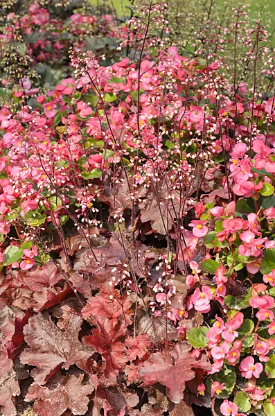 534408 - Begonia (Begonia semperflorens) and alumroot (Heuchera)