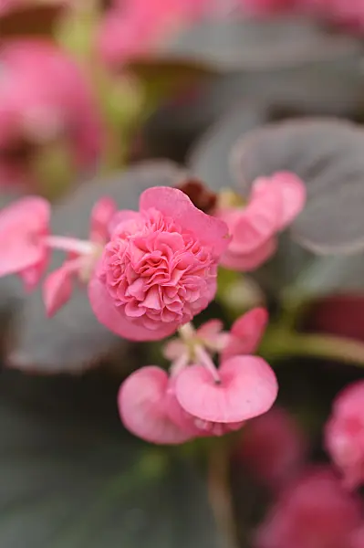 485033 - Begonia (Begonia semperflorens 'Doublet Pink')
