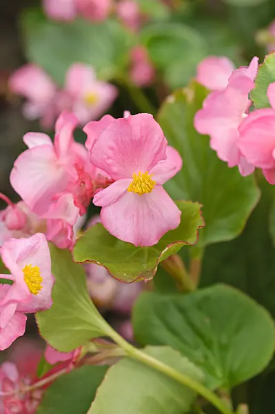 486162 - Begonia (Begonia semperflorens 'Volumia Pink')