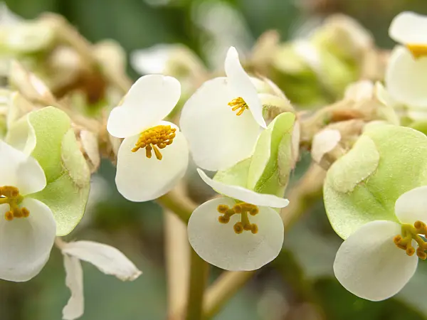 445015 - Begonia (Begonia sericoneura)