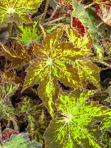 444010 - Begonia (Begonia subacida)