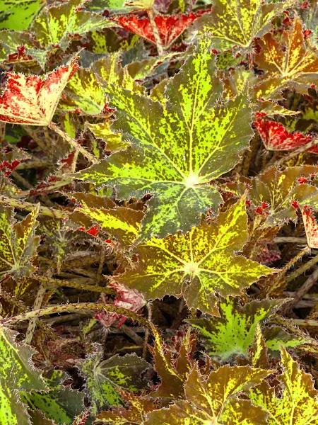 444011 - Begonia (Begonia subacida)