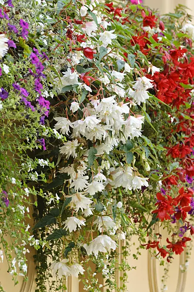 475240 - Begonias (Begonia)