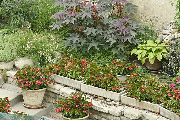 557113 - Begonias (Begonia) and castor oil plant (Ricinus communis)