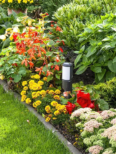 441001 - Begonias (Begonia) and marigolds (Tagetes)