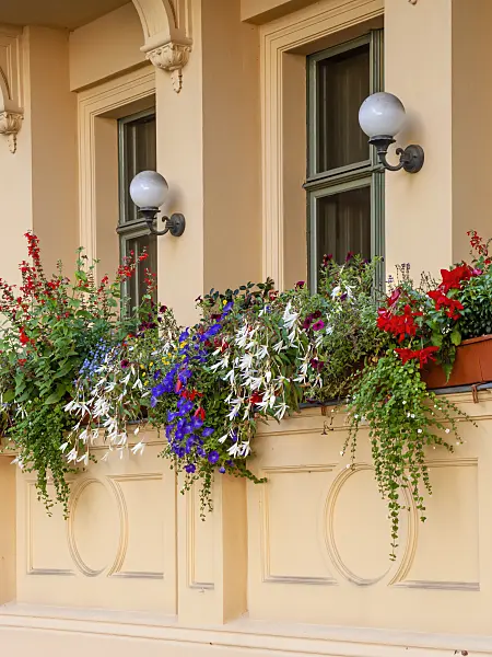 464021 - Begonias (Begonia), Calibrachoa and sages (Salvia)