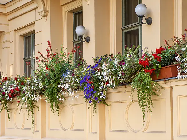 464020 - Bégonias (Begonia), Calibrachoa et sauges (Salvia)