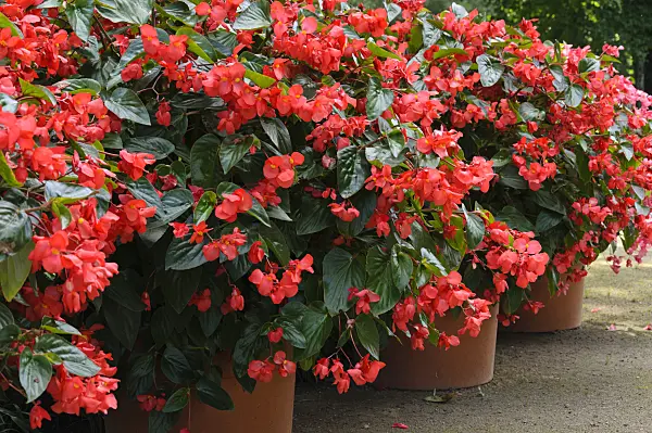 488037 - Bégonias (Begonia) dans des bacs à fleurs