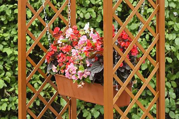 474310 - Begonias (Begonia) in a flower box