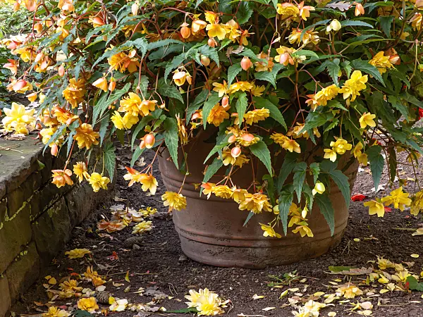 465156 - Begonias (Begonia) in a flower tub