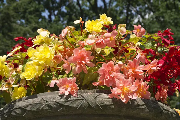 595014 - Begonias (Begonia) in a stone bowl