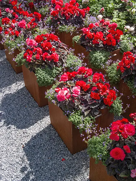 403033 - Begonias (Begonia) in flower tubs