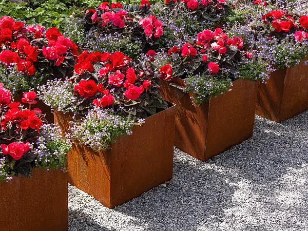 403034 - Begonias (Begonia) in flower tubs