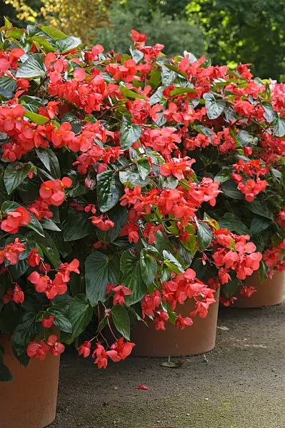 488038 - Begonias (Begonia) in flower tubs