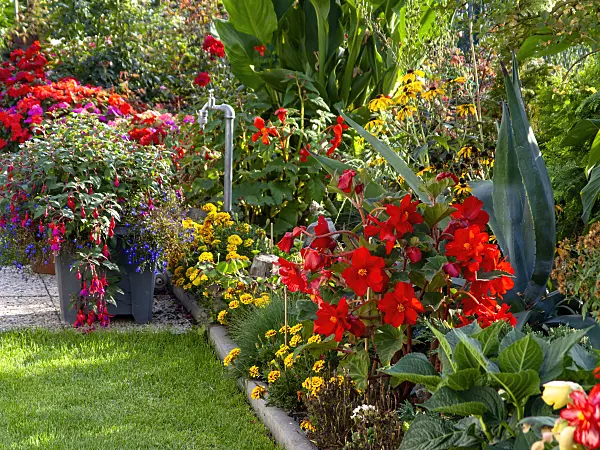 442022 - Begonias (Begonia), marigolds (Tagetes) and fuchsias (Fuchsia)