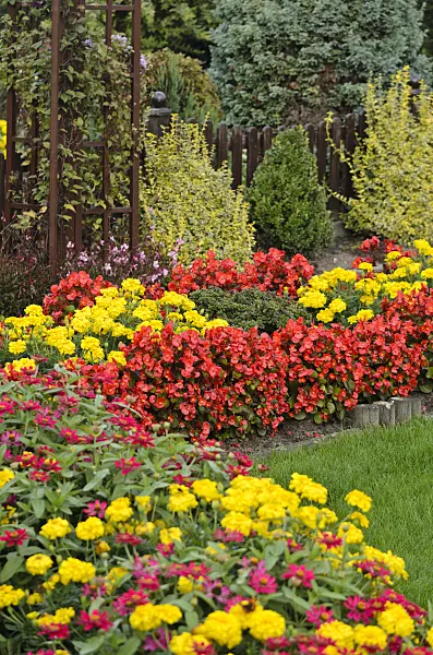 523187 - Begonias (Begonia semperflorens) and marigolds (Tagetes)