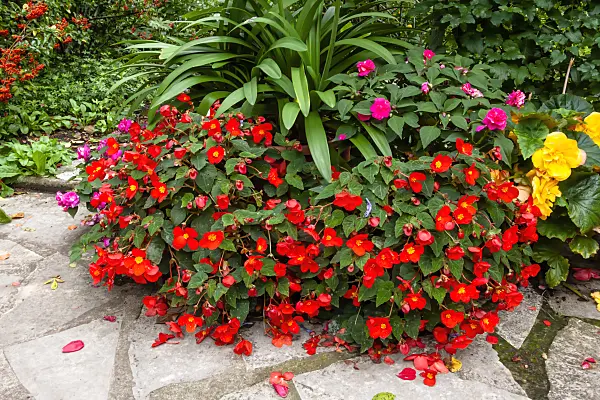 464056 - Begonie (Begonia)