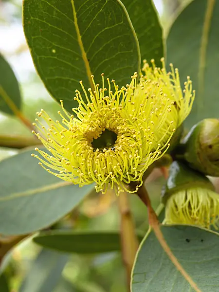 435185 - Bell-fruited gum (Eucalyptus preissiana)