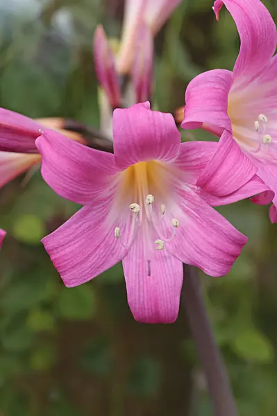 488024 - Belladonna lily (Amaryllis belladonna)